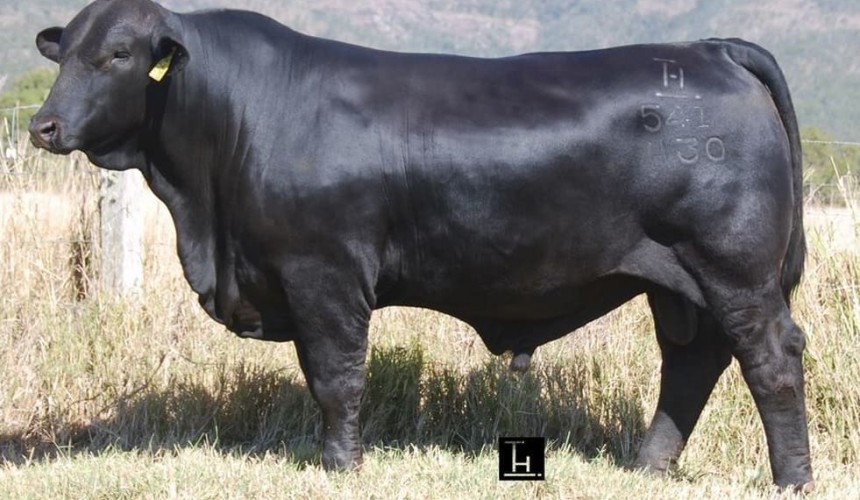 Brangus bull sets 2014 season-high price at $110,000