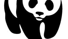 Opinion: Should we fear the Panda? Only if we make the WWF relevant