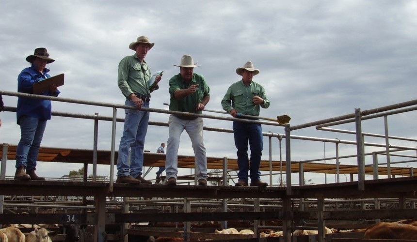Roma Store 14 Jul 2015: Yearling heifers to 296c/kg