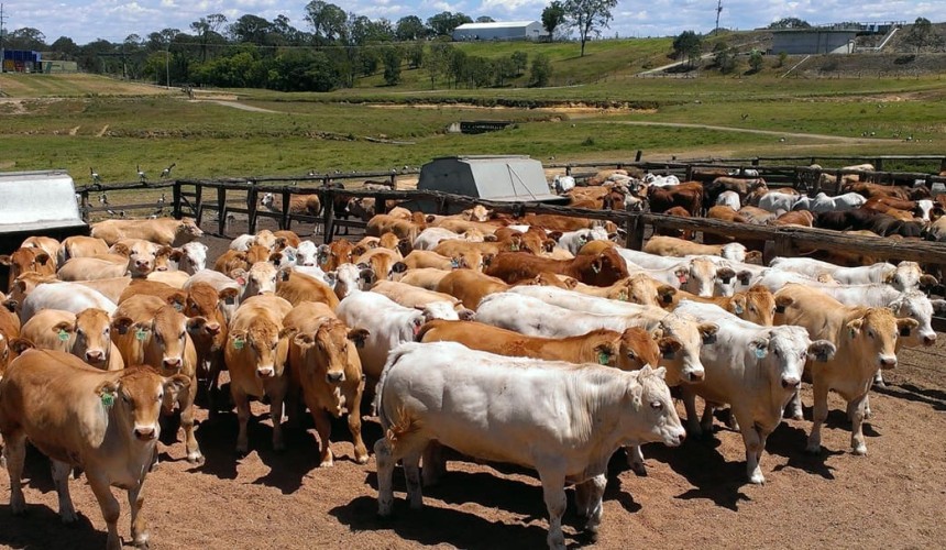 Dry times lead to rare Blonde d’Aquitaine beef sampling opportunity