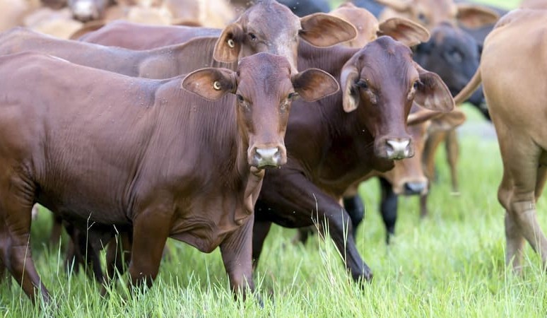Technology changing the face of Northern cattle production