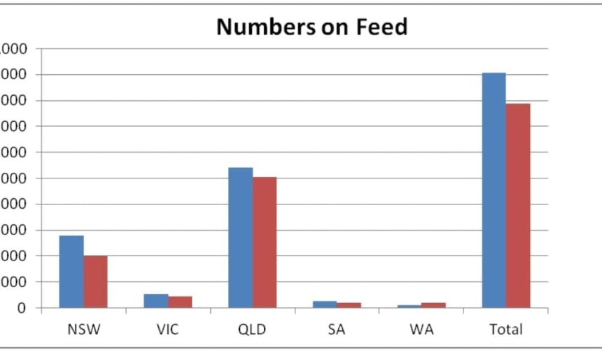 Grainfed cattle numbers hit eight-year high, at 908,000 head