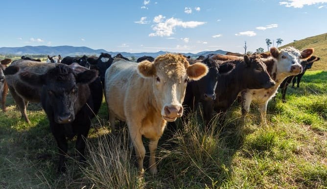 NSW Govt announces record $163.9 million for biosecurity funding