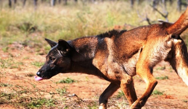 Wild dogs affecting cattle industry throughout Queensland