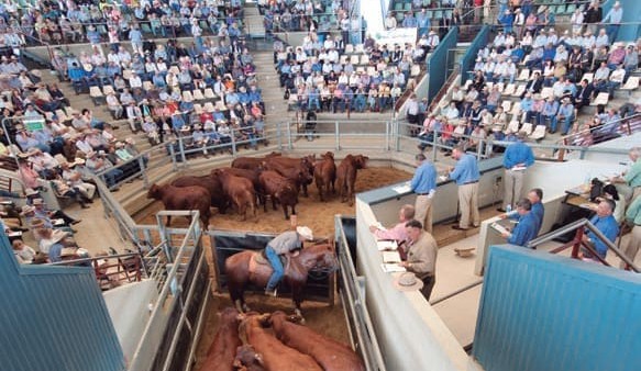 Nominations open for Beef 2015 cattle competitions