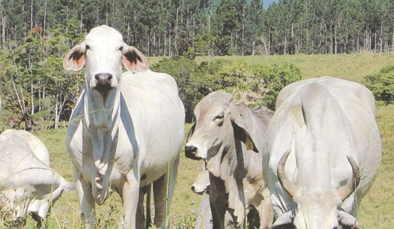 Deliveries break lengthy ‘drought’ on three-day vaccine supply