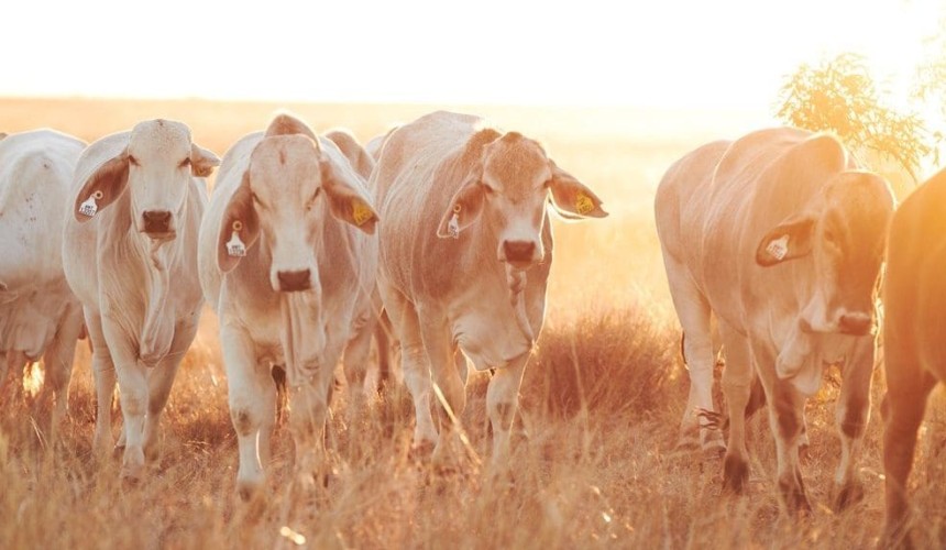 New skills-based taskforce to drive genetic improvement