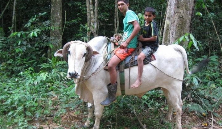 The culture of cattle ranching in the Brazilian Amazon