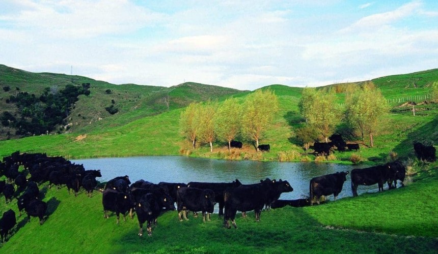 New Zealand commits to McDonald’s beef sustainability quest