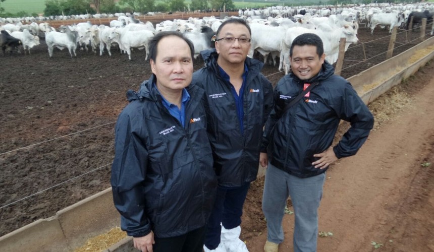 Indonesian cattle importers look to Brazil