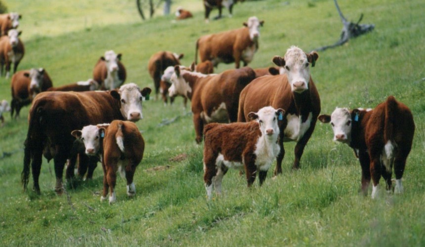 Herd to 23.9m head by June 2016