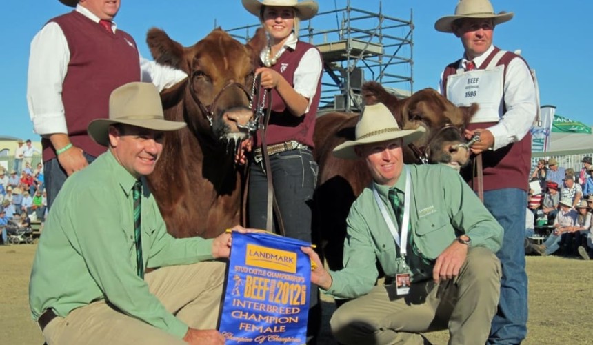 Entries closing soon for Beef 2015 stud beef competition