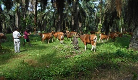 South East Asia Report: Indo permits delayed | Darwin feeder steers reach $2.75