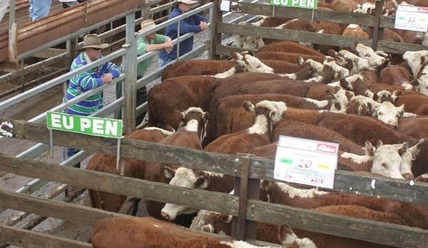 ‘As good a sale as I’ve ever seen’ – southern weaners hit 294c