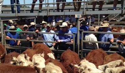 Chris Howie’s southern market wrap – November 2019