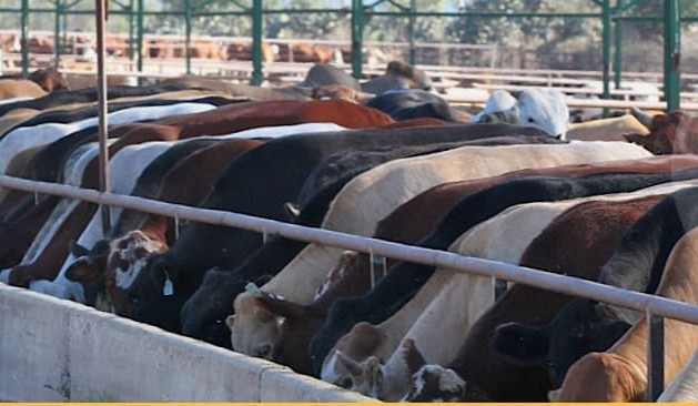 Mort & Co secures 50pc share in Warwick’s Yarranbrook feedlot