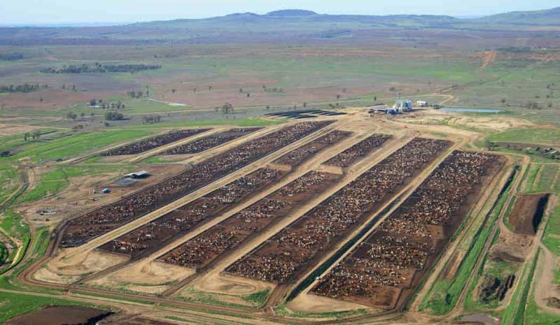 Roma forum to focus on cattle industry workplace safety