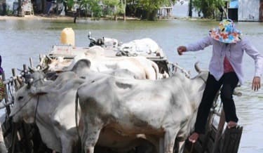 Live export: Cambodia gearing up