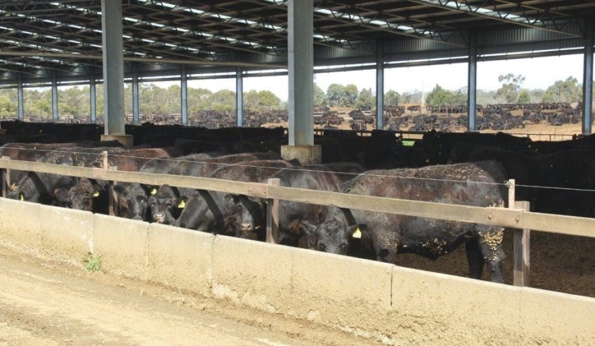 Top 25 Lotfeeders: could shed structures move feedlots into new areas?