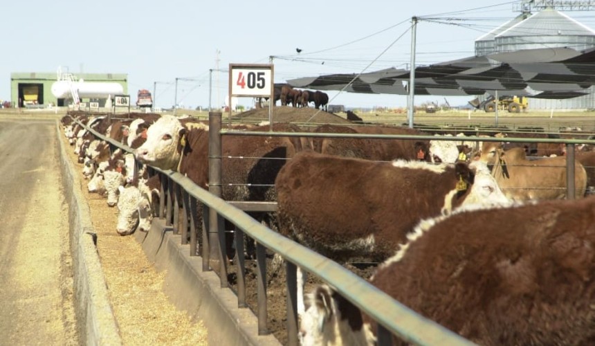 Property: Myola feedlot sells, as Bindaree strengthens supply chain