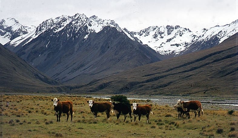 NZ moves closer to mandatory livestock ID
