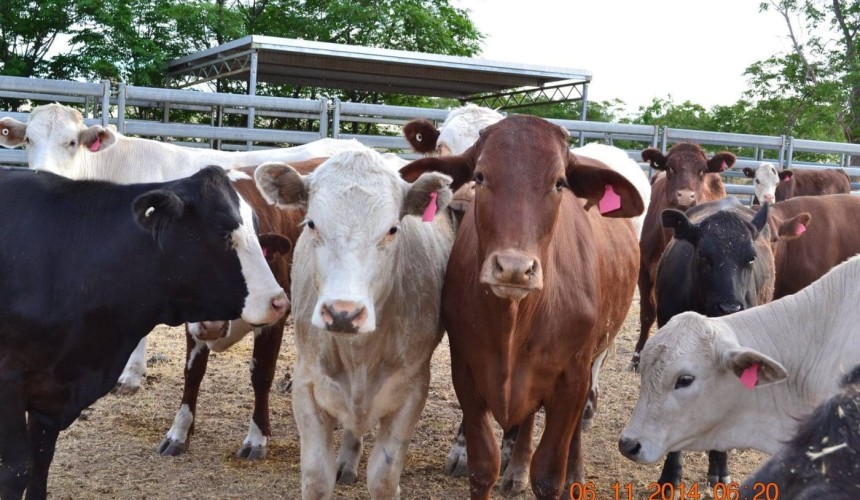 Higher prices, higher risk: Tips for avoiding stock theft