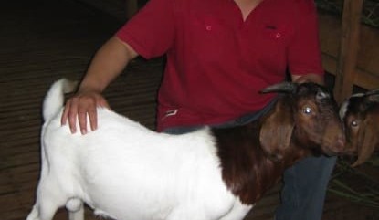 Goat, sheep export opportunities emerging in Asia