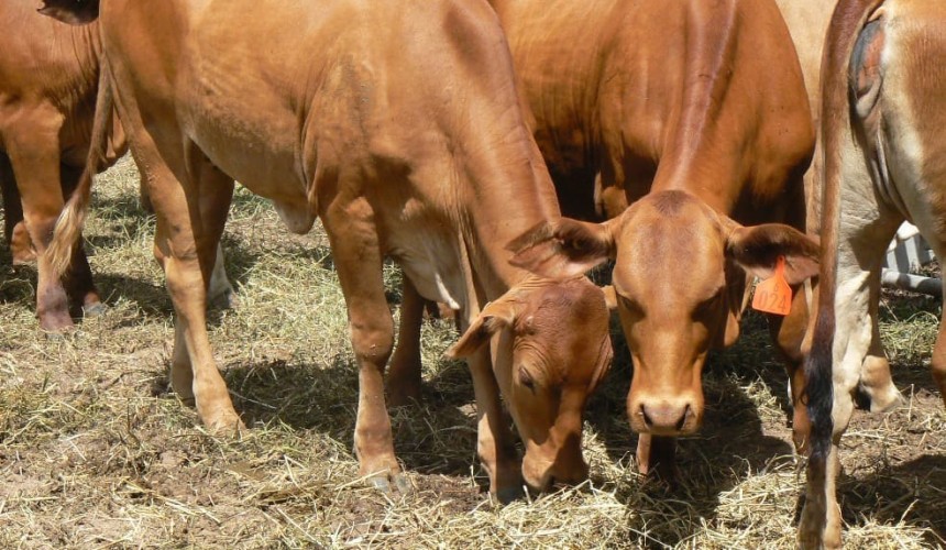 Trace mineral science moves from correcting deficiencies to optimising production