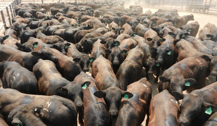 Genetics: Pastoral companies leading the charge in genetic selection for weaning rate performance