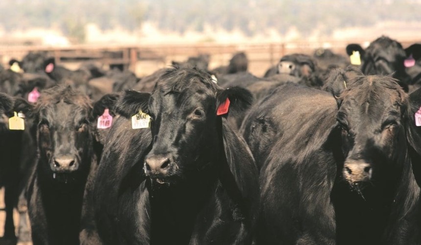 Aussie Angus beef to drive retailer Costco’s launch into China