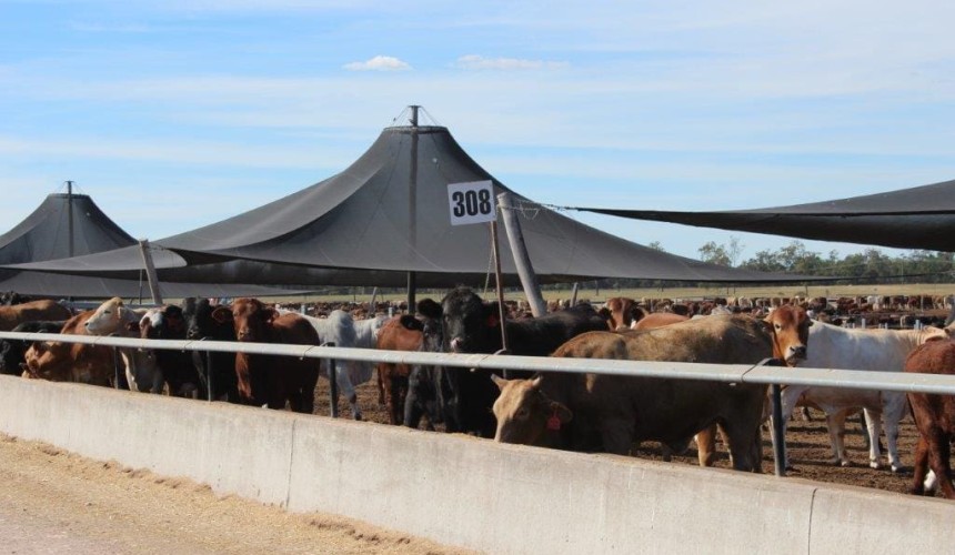 Top 25: No 18 Wambo Cattle Co