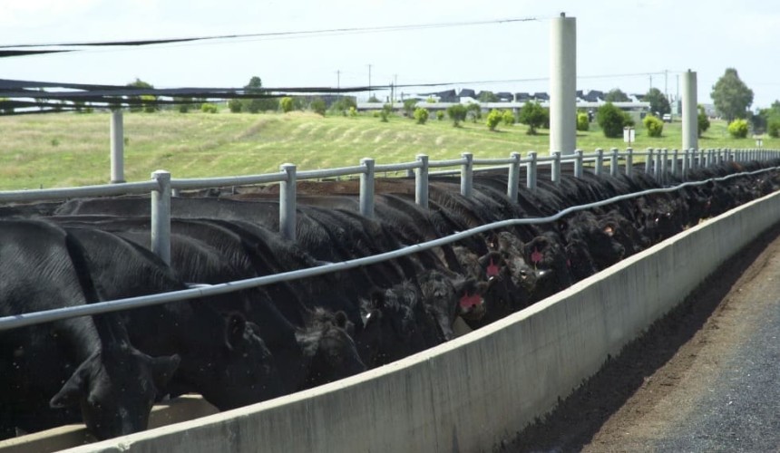Top 25 Lotfeeders: No 3 Whyalla Beef