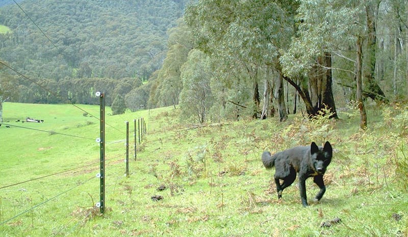 Industry ready to engage on future of wild dog control in Victoria