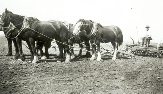 Trangie celebrates 100 years of grazing, cropping R&D