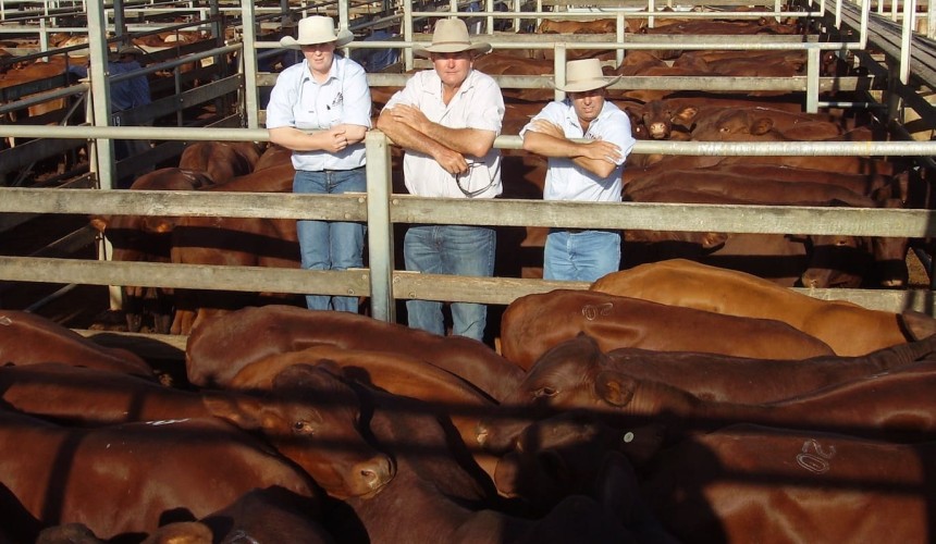 Roma Store 11 Mar 2015: Weaner steers to 279c