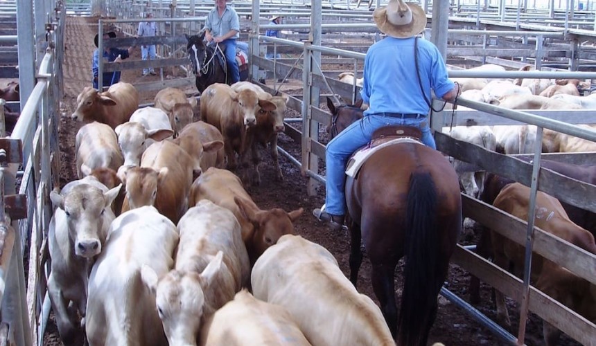 Roma Store 24 Mar 2015: Scattered rainfall boosts restocker attendance