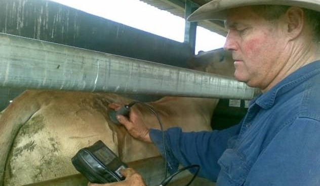 Fat depth scanning helps secure EU market compliance premiums