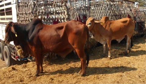 South East Asia Report: Indo prices climb | Thailand ramps up | Vietnam prices firm