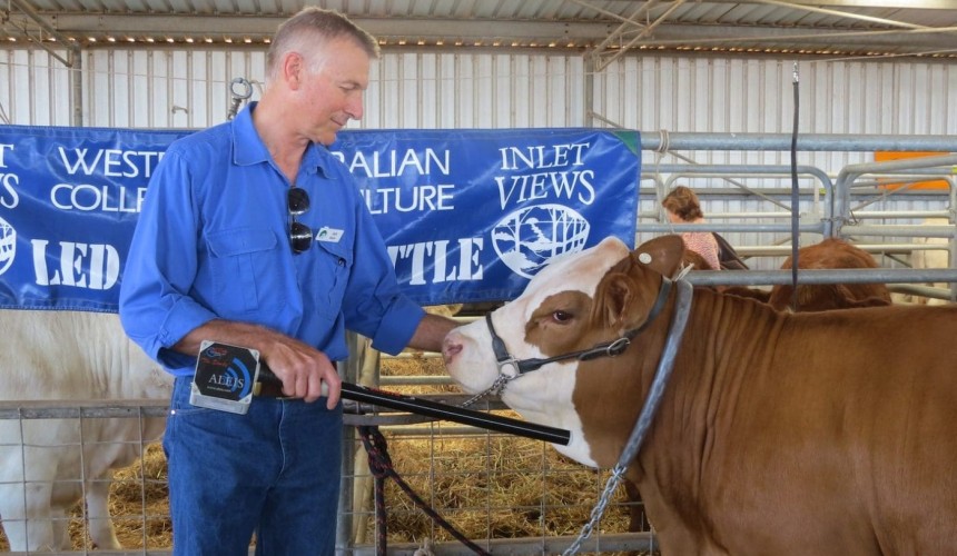 WA extends cattle NLIS helpdesk funding to June 2017