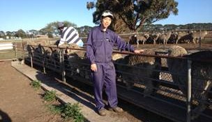Japanese students get a taste of Aussie farm life