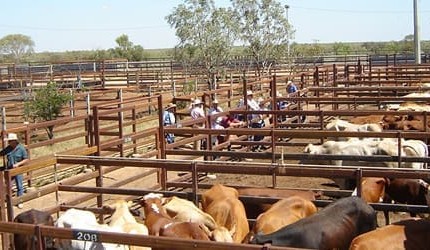 Longreach sales a casualty of Western Qld drought