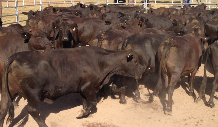 AuctionsPlus turnover goes close to record