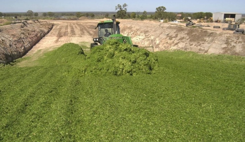 Higher cattle prices and weather fuel record 2015 silage program