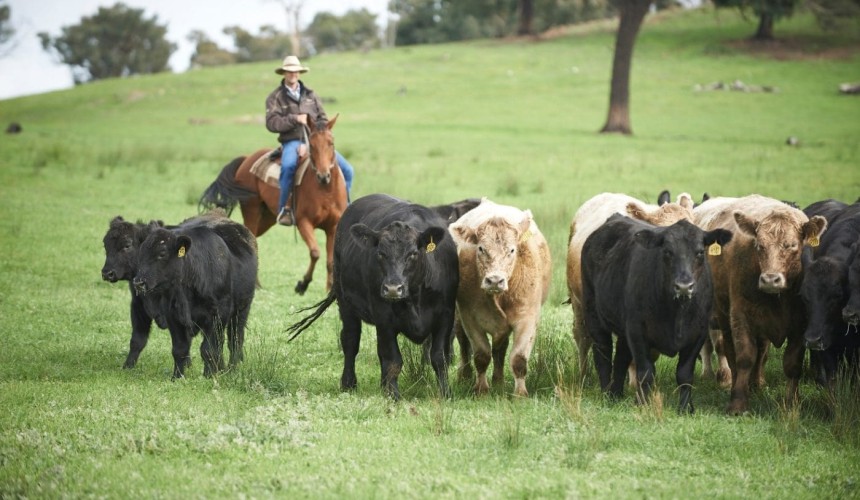 Big celebration of grassfed beef’s achievements planned for Beef 2015
