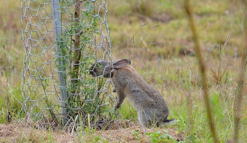 Rabbit control: New calici virus strain identified in Australia