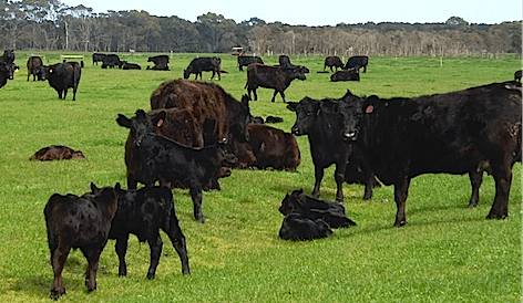 It’s time to invest in the Australian cattle industry