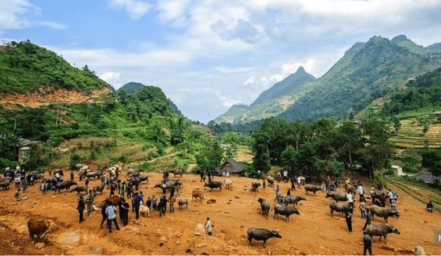 South East Asia Report: Q2 ships sail for Indo | Supply flush lowers Vietnam prices  | China squeeze on illegal boxed beef