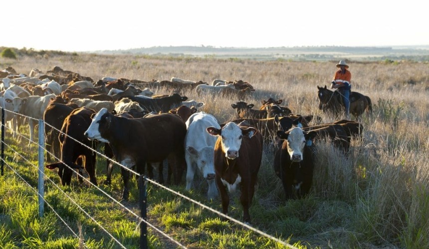 Genetics: Is the composition of rumen bacteria a heritable trait?