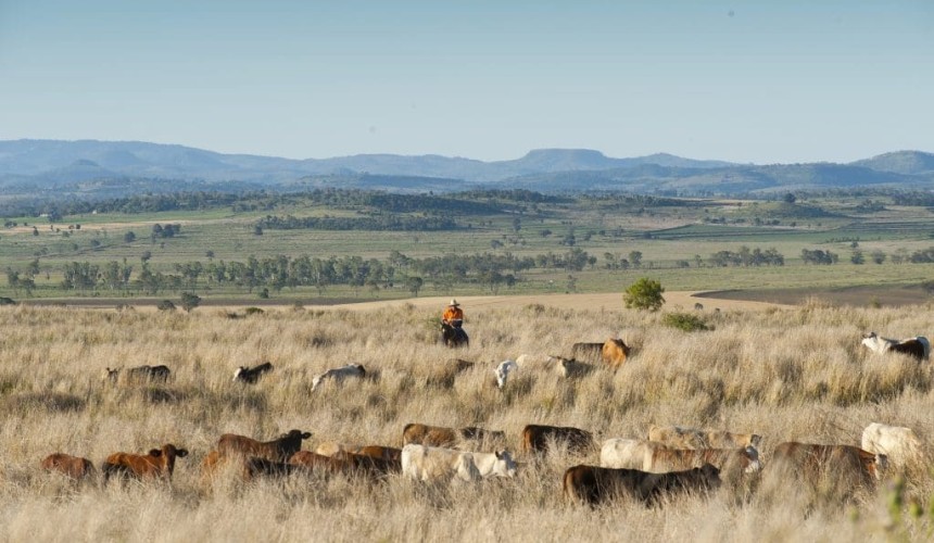 Grazing trial examines cattle performance on rehabilitated mining land
