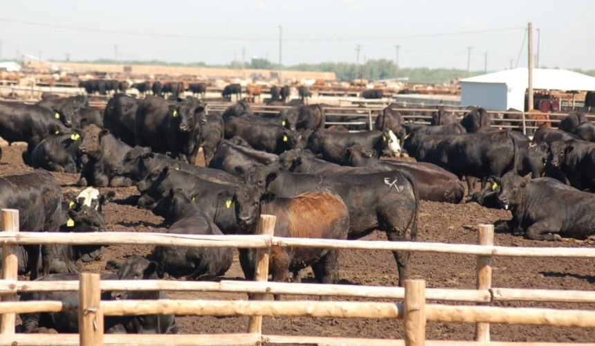 Ominous signs for grainfed beef exports, as US feedlot numbers swell